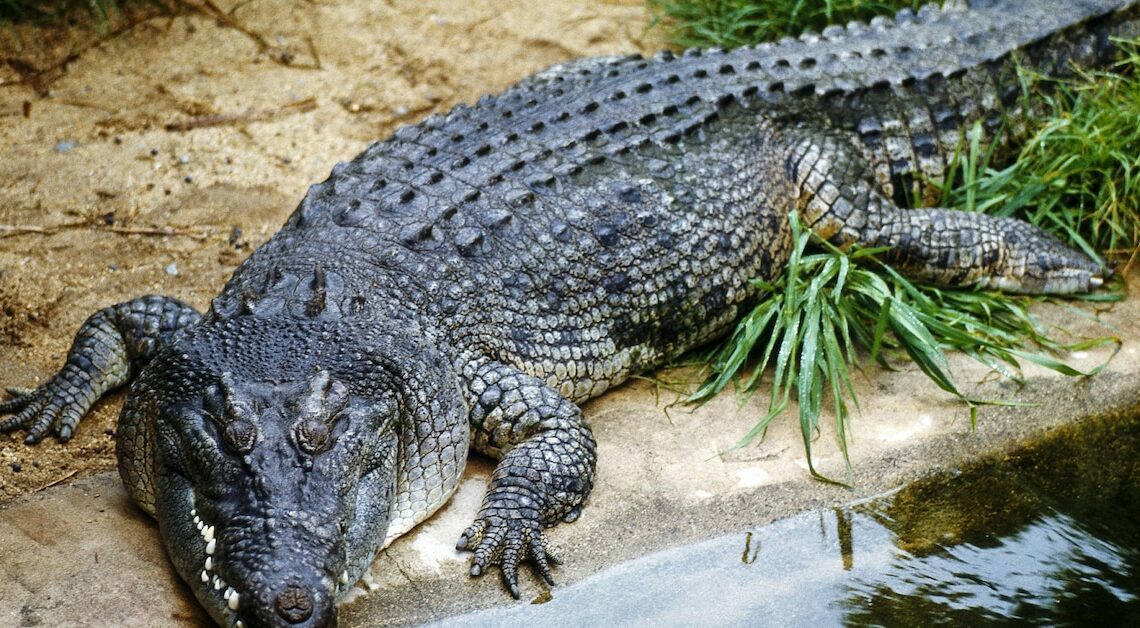 Biggest crocodile in the world: All information