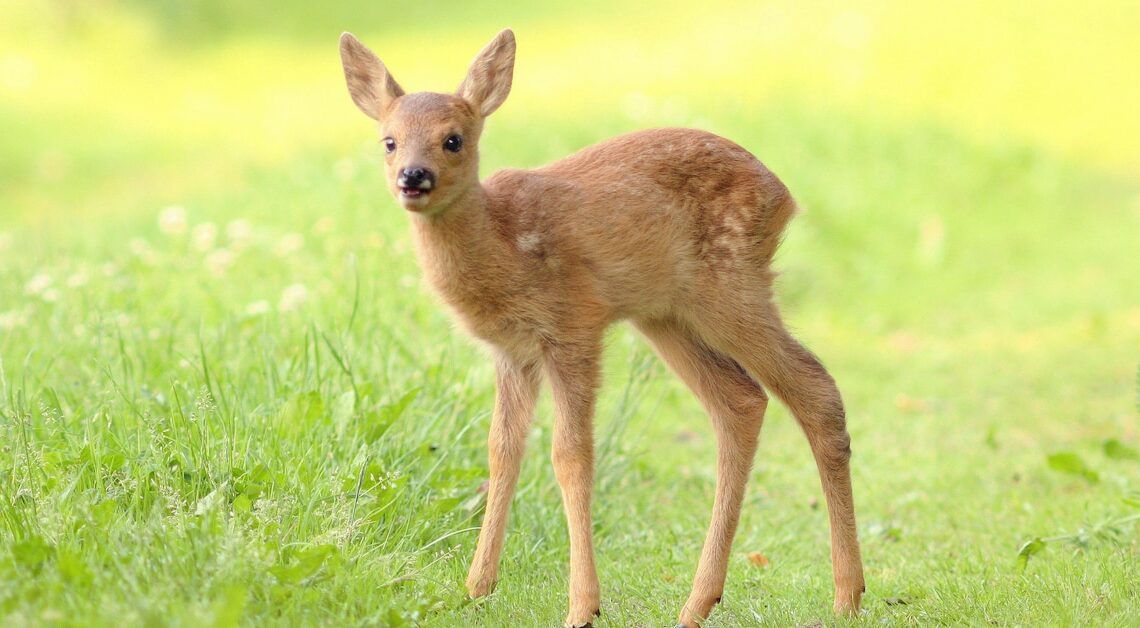 When do fawns survive on their own: All information