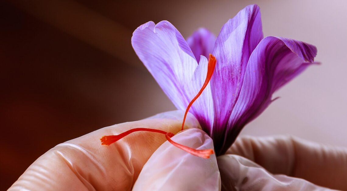 Why is saffron so expensive? This is what makes the spice so valuable