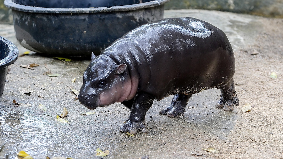 Cuddly and compact: Moo Deng is admired by the numerous visitors to the zoo.