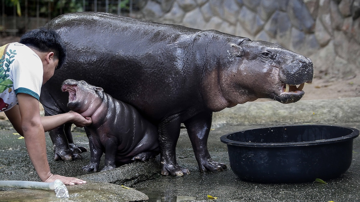 The clumsy baby hippo with his expressive facial expressions enchants the internet world.