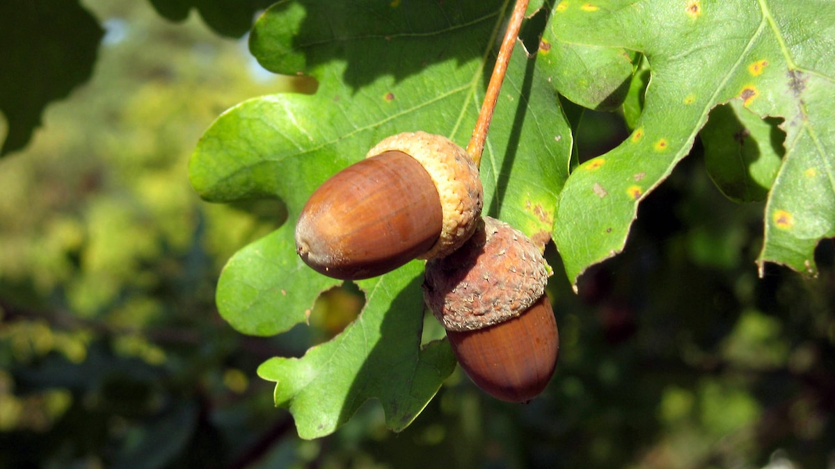 Acorns are the fruits of the oak tree.