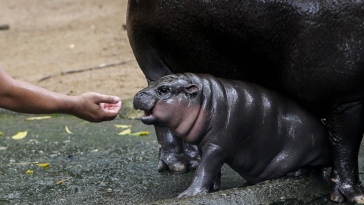 Moo Deng, the Thai pygmy hippopotamus, is currently going viral.