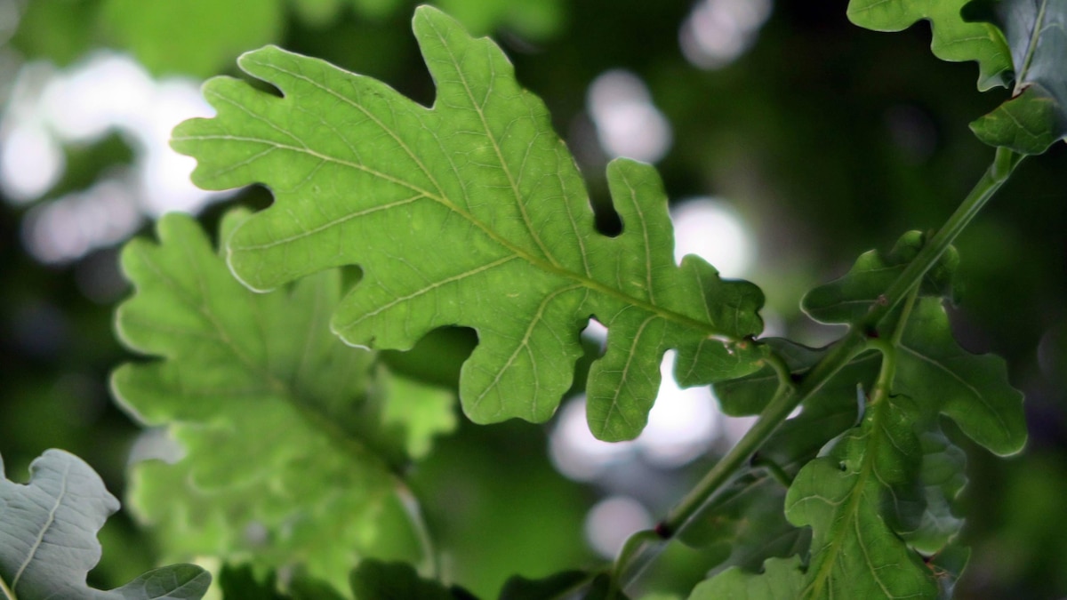 The oak leaves are elongated, with prominent veins and rounded ends.