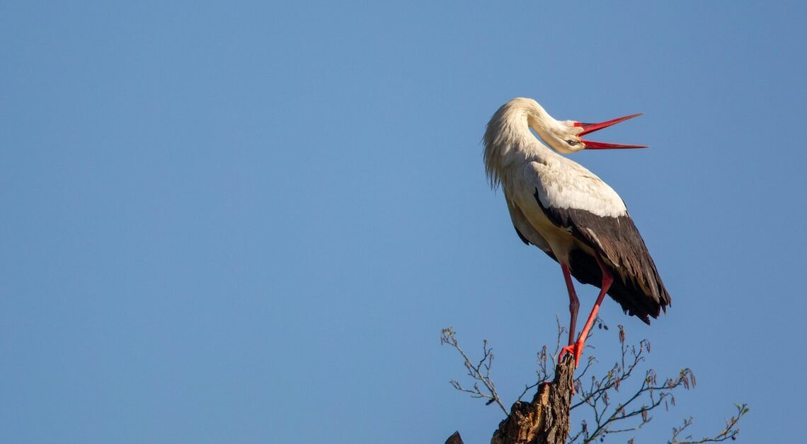 Too embarrassing to ask: Why do storks clatter?